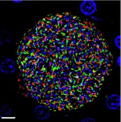 Malaria parasite