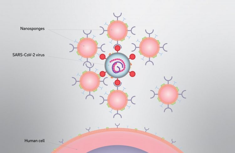 Nanosponge image