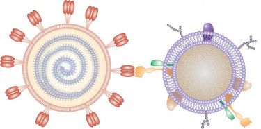 Nanosponge image