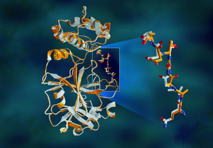 Main protease