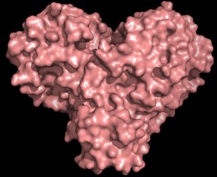 Protease protein