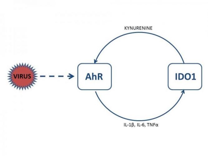 AhR activation