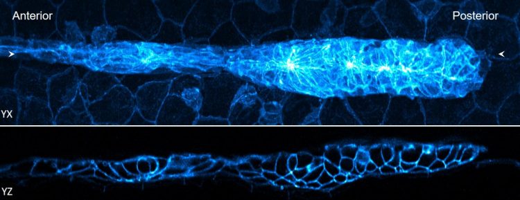 Imaging of zebrafish