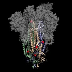 COVID-19 S protein