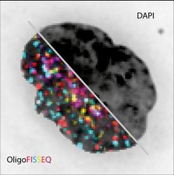 OligoFISSEQ imaging