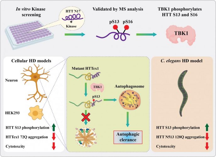 Huntington's disease