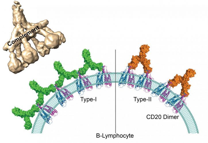 Antibodies