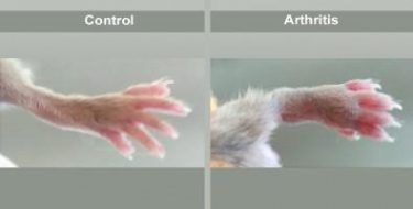 Mouse with arthritis and control
