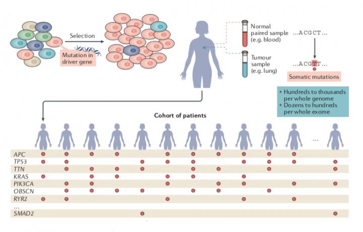 Cancer genes