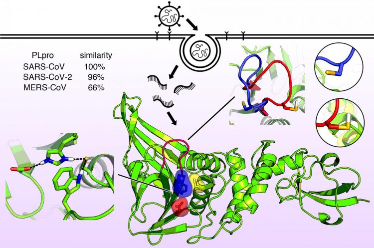 Coronaviruses