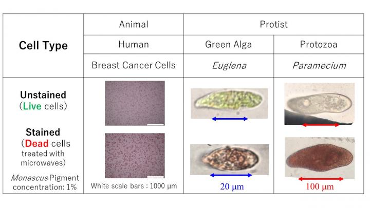 Cell culture