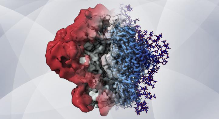 HIV glycans