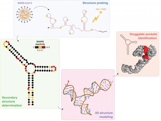 SARS-CoV-2 RNA