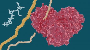 SARS-CoV-2 protease