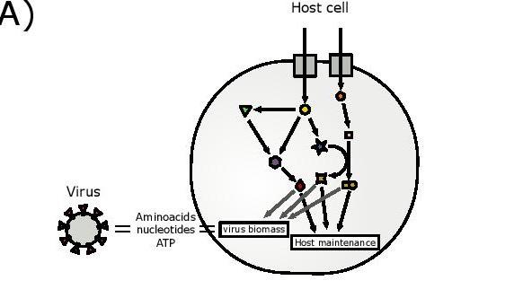 SARS-CoV-2 infection model