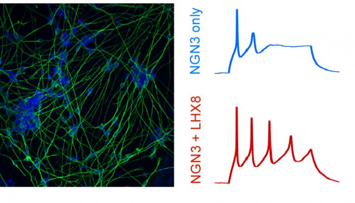 Neuronal stem cells