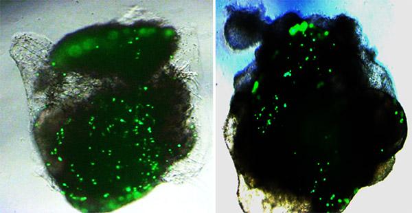 Organoids 