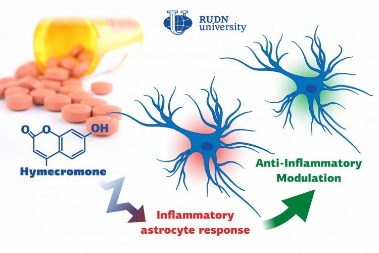 Astrocyte