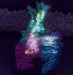 GPCR