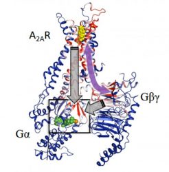 GPCR