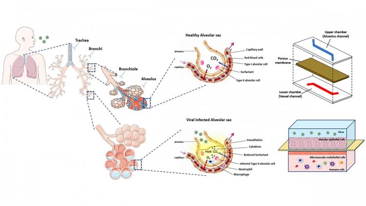 Lung-on-a-chip