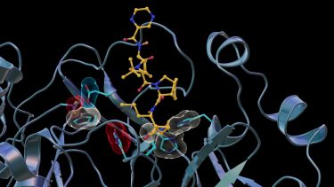 Main protease