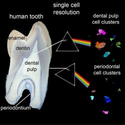 Tooth