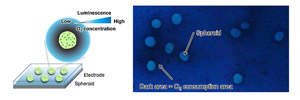 Cells and imaging