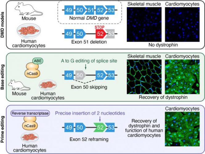 CRISPR and DMD