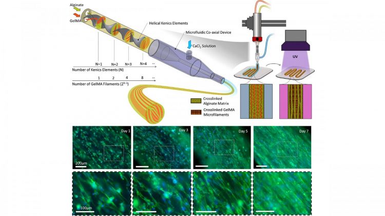 Biofabrication