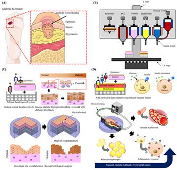 Diabetic skin model