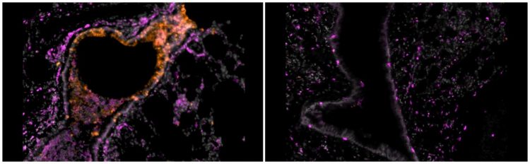 Nanobodies in hamsters