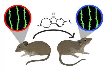 Mice with stress