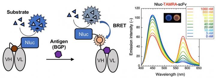 Immunoassay