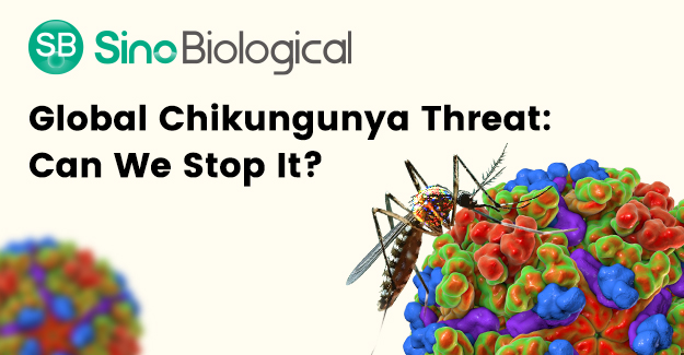 Chikungunya threat