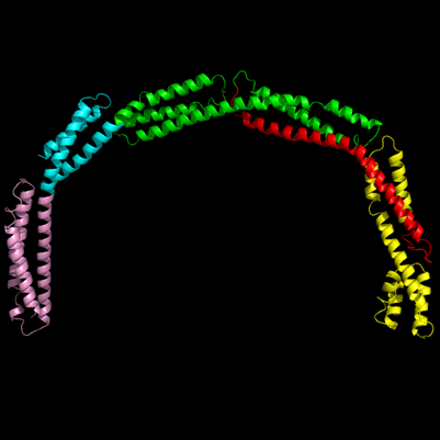 A close-up of the EzrA protein, depicted as a ribbon