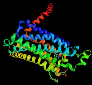 GPCR