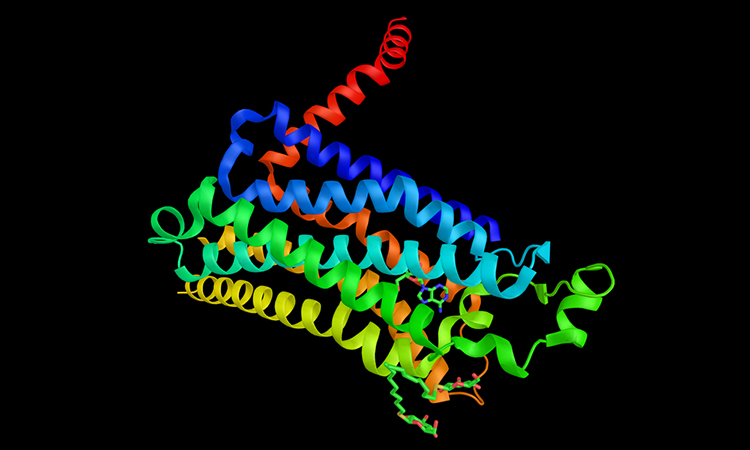 GPCR