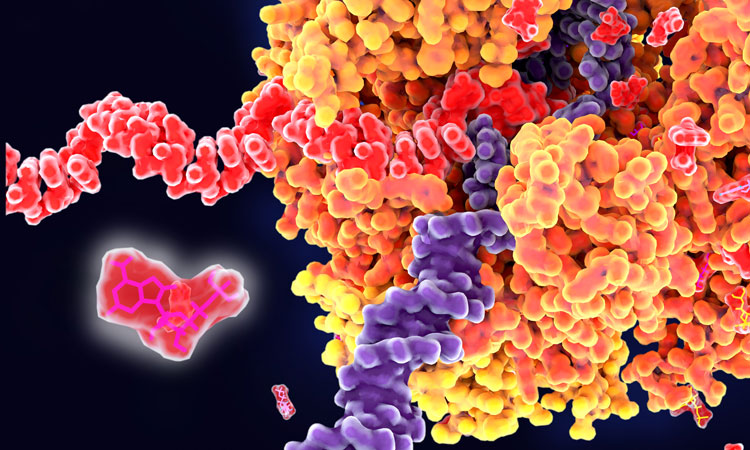 AI method for RNA target identification