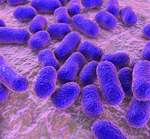 Acinetobacter baumannii