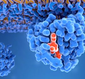 Obesity inhibits key cancer defence mechanism