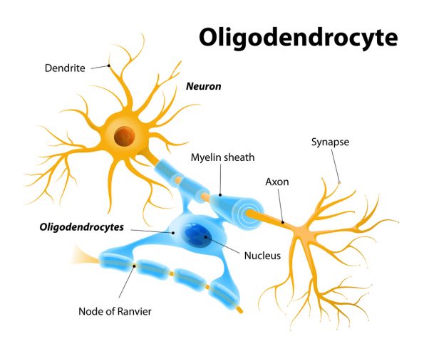 Diagram of how Oligodendrocytes support neurons by providing a myelin sheath