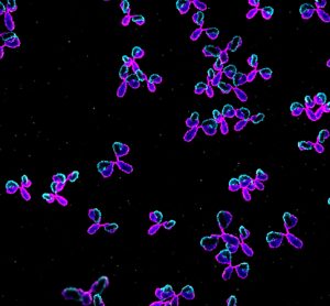 Antibody treatments