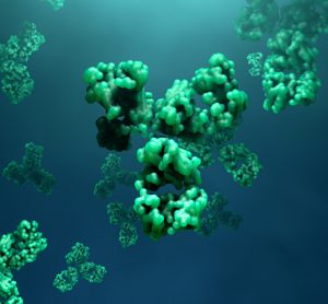 Antibodies