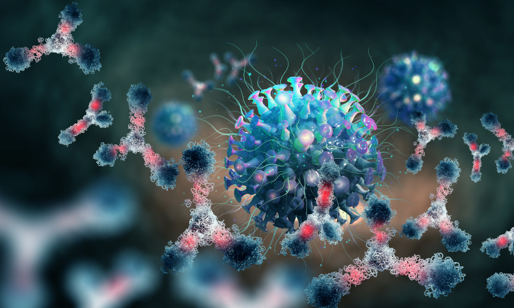 Antibodies attack virus after antibody discovery development