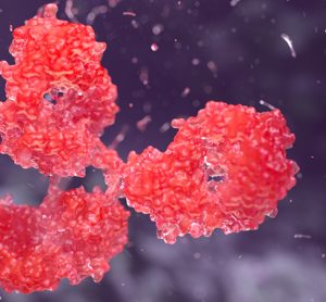 Antibody for tooth regeneration
