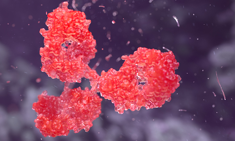 Antibody for tooth regeneration