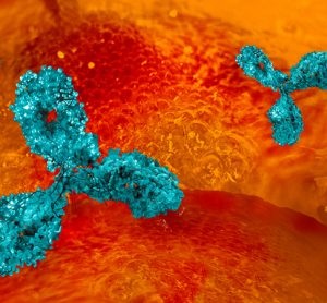 Antibodies against SARS-CoV-2