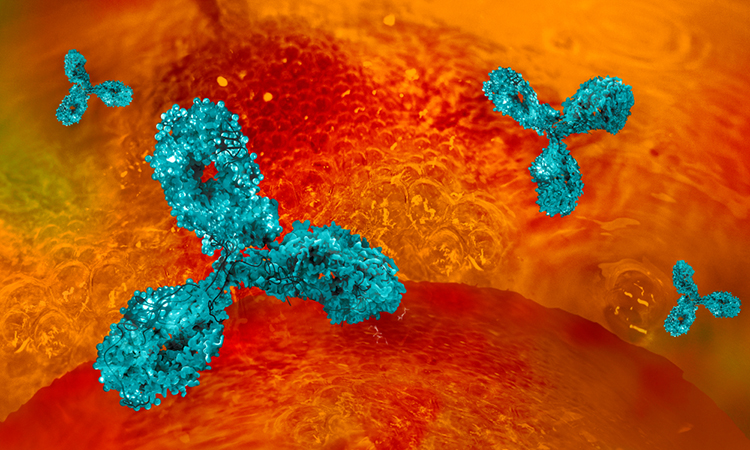 Antibodies against SARS-CoV-2