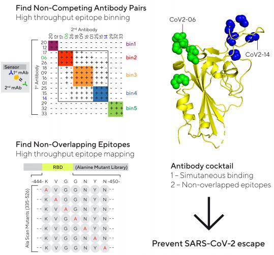 Antibody development